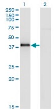 Monoclonal Anti-NKX2-5 antibody produced in mouse clone 4B11, purified immunoglobulin, buffered aqueous solution