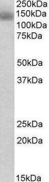 Anti-NLRP2 (C-terminal) antibody produced in goat affinity isolated antibody, buffered aqueous solution