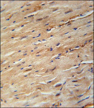 ANTI-KIF24 (N-TERM) antibody produced in rabbit IgG fraction of antiserum, buffered aqueous solution