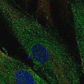 Anti-SCUBE3 antibody produced in rabbit Prestige Antibodies&#174; Powered by Atlas Antibodies, affinity isolated antibody, buffered aqueous glycerol solution