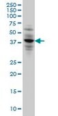 Monoclonal Anti-CACNG3 antibody produced in mouse clone 3E4, purified immunoglobulin, buffered aqueous solution