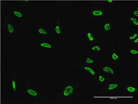 Monoclonal Anti-PKN1 antibody produced in mouse clone 1A4, purified immunoglobulin, buffered aqueous solution