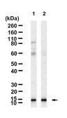 Anti-CXCL12/SDF1 Antibody, clone 5I2 ZooMAb&#174; Rabbit Monoclonal recombinant, expressed in HEK 293 cells