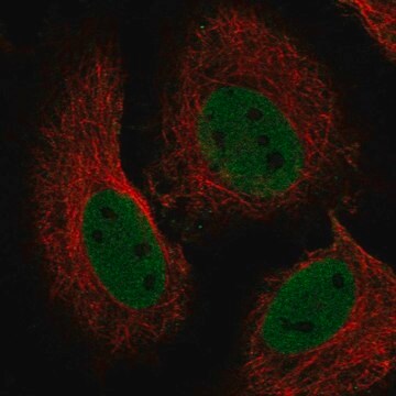 Anti-RBBP4 antibody produced in rabbit Prestige Antibodies&#174; Powered by Atlas Antibodies, affinity isolated antibody