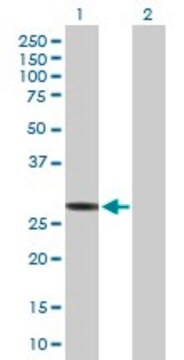 Anti-HLA-DRB3 antibody produced in mouse IgG fraction of antiserum, buffered aqueous solution