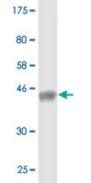 Monoclonal Anti-WWP1 antibody produced in mouse clone 2B7, purified immunoglobulin, buffered aqueous solution