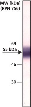 Anti-Factor IX antibody, Mouse monoclonal clone HIX-1, purified from hybridma cell culture