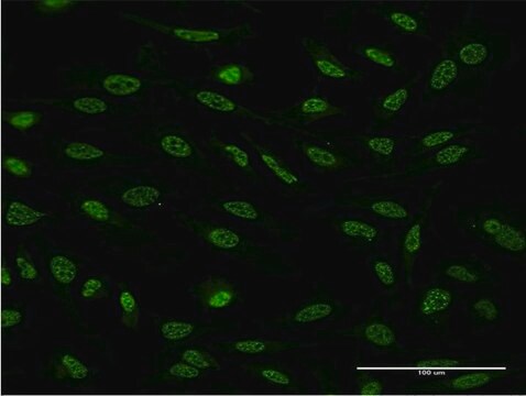 Monoclonal Anti-OXSR1 antibody produced in mouse clone 2E9, purified immunoglobulin, buffered aqueous solution