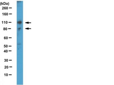 Anti-SUN1 Antibody from rabbit, purified by affinity chromatography