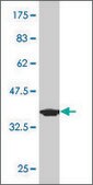 Monoclonal Anti-PDE1B, (C-terminal) antibody produced in mouse clone 4F9, purified immunoglobulin, buffered aqueous solution