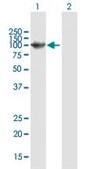 Anti-WHSC1L1 antibody produced in mouse purified immunoglobulin, buffered aqueous solution