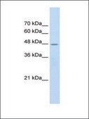 Anti-CHRNB2 antibody produced in rabbit IgG fraction of antiserum