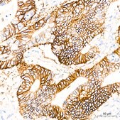 Anti-GRIK2 Antibody, clone 4B4L9, Rabbit Monoclonal