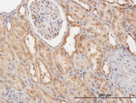 Monoclonal Anti-CFLAR antibody produced in mouse clone 2F12, purified immunoglobulin, buffered aqueous solution