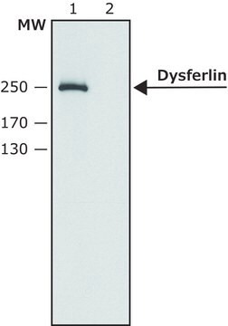 Anti-Dysferlin (N-terminal) antibody produced in rabbit ~1.0&#160;mg/mL, affinity isolated antibody, antigen mol wt ~250&#160;kDa