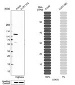 Anti-STAT6 antibody produced in rabbit affinity isolated antibody, buffered aqueous glycerol solution