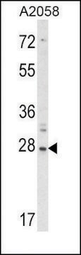 Anti-RIG-I (center) antibody produced in rabbit saturated ammonium sulfate (SAS) precipitated, buffered aqueous solution