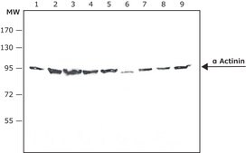 Anti-&#945; Actinin antibody, Mouse monoclonal clone BM-75.2, purified from hybridoma cell culture
