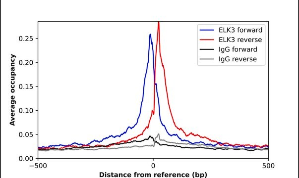 Anti-ELK3 antibody produced in rabbit Prestige Antibodies&#174; Powered by Atlas Antibodies, affinity isolated antibody, buffered aqueous glycerol solution