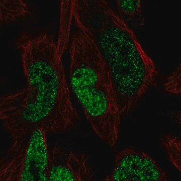 Anti-Fggy Antibody Produced In Rabbit Prestige Antibodies&#174; Powered by Atlas Antibodies, affinity isolated antibody, buffered aqueous glycerol solution