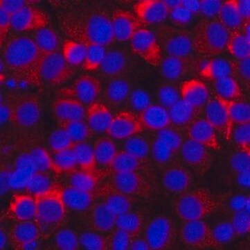 Anti-Hepatitis C Virus Antibody, helicase domain NS3 Chemicon&#174;, from mouse