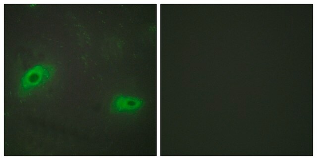 Anti-TNFSF9 antibody produced in rabbit affinity isolated antibody