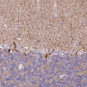 Anti-SLC6A1 antibody produced in rabbit Prestige Antibodies&#174; Powered by Atlas Antibodies, affinity isolated antibody, buffered aqueous glycerol solution