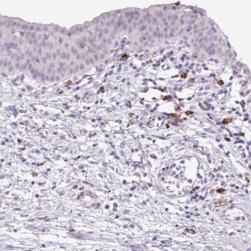 Anti-HACD4 antibody produced in rabbit Prestige Antibodies&#174; Powered by Atlas Antibodies, affinity isolated antibody, buffered aqueous glycerol solution