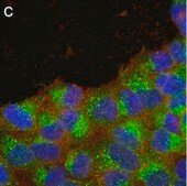 Anti-phospho-GSK3&#946; Ser9 Antibody, clone 6K18 ZooMAb&#174; Rabbit Monoclonal recombinant, expressed in HEK 293 cells