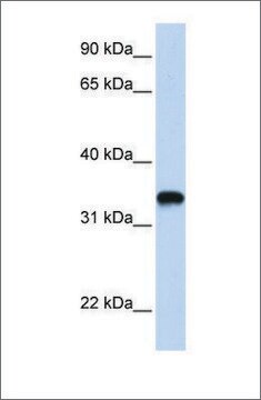 Anti-HAS3 (ab2) antibody produced in rabbit affinity isolated antibody