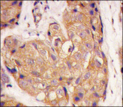 Anti-SOST (N-term) antibody produced in rabbit Ig fraction of antiserum, buffered aqueous solution