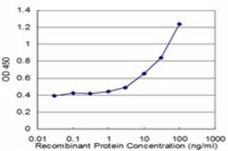 Monoclonal Anti-CYP24A1, (C-terminal) antibody produced in mouse clone 1E1, purified immunoglobulin, buffered aqueous solution