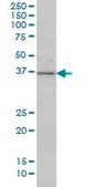 Monoclonal Anti-MAP2K3 antibody produced in mouse clone 2F12, purified immunoglobulin, buffered aqueous solution