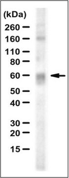 Anti-Lcat Antibody serum, from rabbit