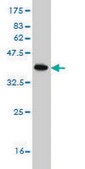 Monoclonal Anti-POLE2 antibody produced in mouse clone 1A3, purified immunoglobulin, buffered aqueous solution