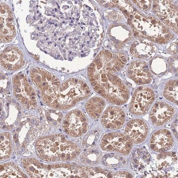 Anti-EIF4EBP3 antibody produced in rabbit Prestige Antibodies&#174; Powered by Atlas Antibodies, affinity isolated antibody, buffered aqueous glycerol solution