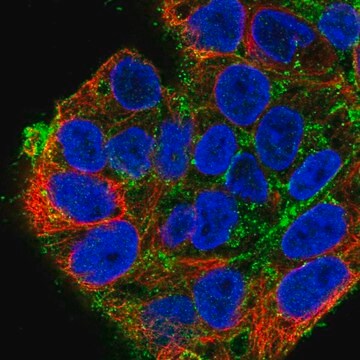 Anti-SDC2 antibody produced in rabbit Prestige Antibodies&#174; Powered by Atlas Antibodies, affinity isolated antibody