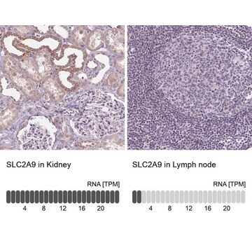 Anti-SLC2A9 antibody produced in rabbit Prestige Antibodies&#174; Powered by Atlas Antibodies, affinity isolated antibody, buffered aqueous glycerol solution