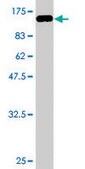 Monoclonal Anti-PRC1 antibody produced in mouse clone 3B10-1F9, purified immunoglobulin, buffered aqueous solution