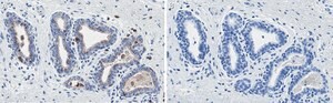 Anti-PTEN Antibody, clone 6B12 ZooMAb&#174; Rabbit Monoclonal recombinant, expressed in HEK 293 cells