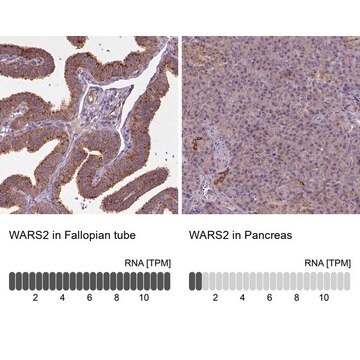 Anti-WARS2 antibody produced in rabbit Prestige Antibodies&#174; Powered by Atlas Antibodies, affinity isolated antibody