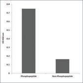Anti-phospho-TOP2A (pThr1343) antibody produced in rabbit affinity isolated antibody