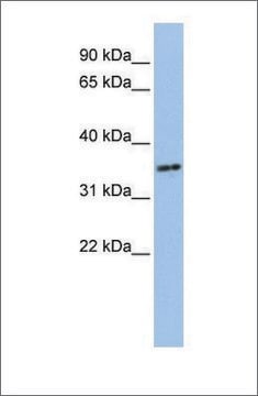 Anti-PHF13 antibody produced in rabbit affinity isolated antibody