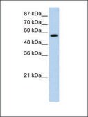 Anti-KEAP1 (AB1) antibody produced in rabbit affinity isolated antibody