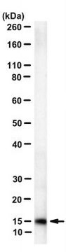 Anti-CXCL1/GROa Antibody, clone HL2401