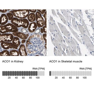 Anti-ACO1 antibody produced in rabbit Prestige Antibodies&#174; Powered by Atlas Antibodies, affinity isolated antibody, buffered aqueous glycerol solution, Ab1