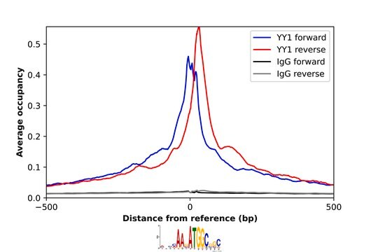 Anti-YY1 antibody produced in rabbit Prestige Antibodies&#174; Powered by Atlas Antibodies, affinity isolated antibody, buffered aqueous glycerol solution