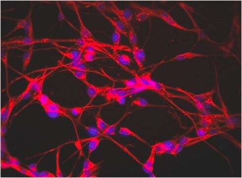 Anti-Nestin Antibody, clone rat-401, Biotin Conjugate clone rat-401, from mouse, biotin conjugate