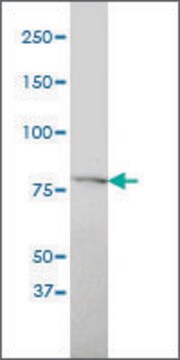 Monoclonal Anti-SLC20A1 antibody produced in mouse clone 6A9-F2, purified immunoglobulin, buffered aqueous solution