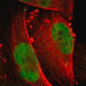 Anti-RPS6KA5 antibody produced in rabbit affinity isolated antibody